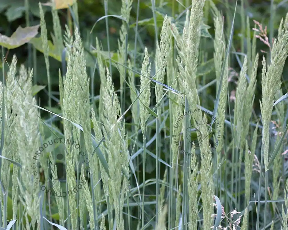 Koeleria glauca - Dagdeal