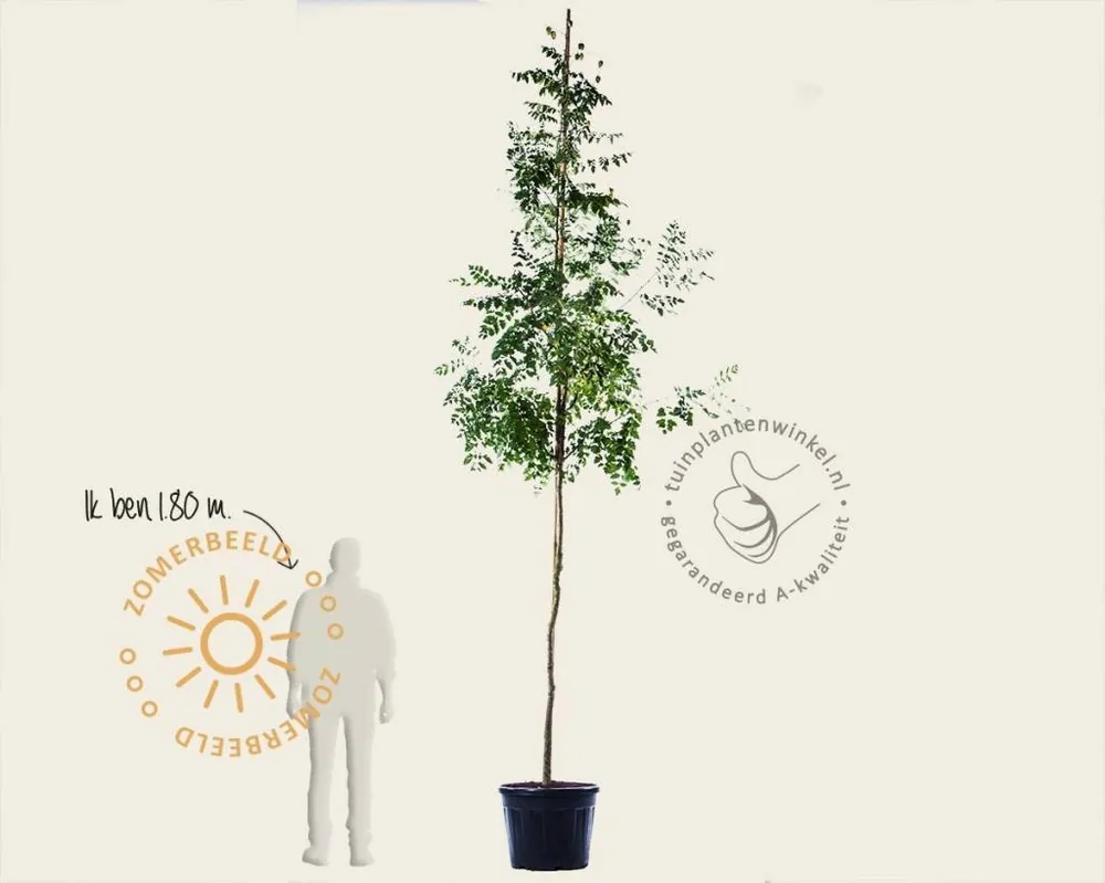 Extra voordeel | Koelreuteria paniculata - hoogstam