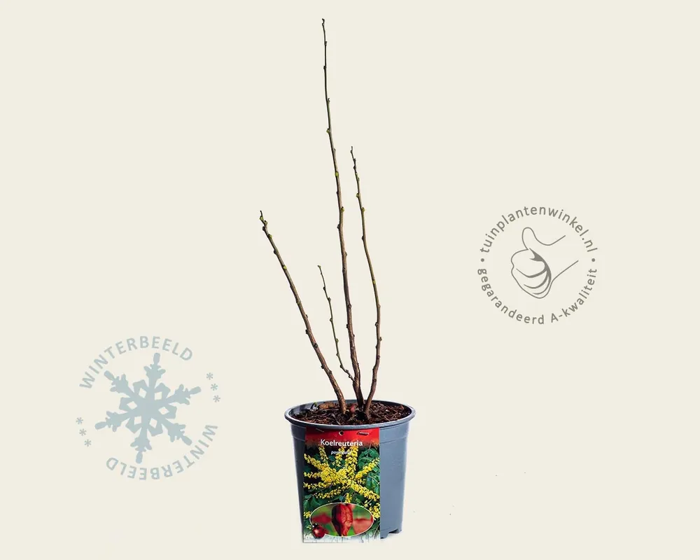 Nu beschikbaar | Koelreuteria paniculata