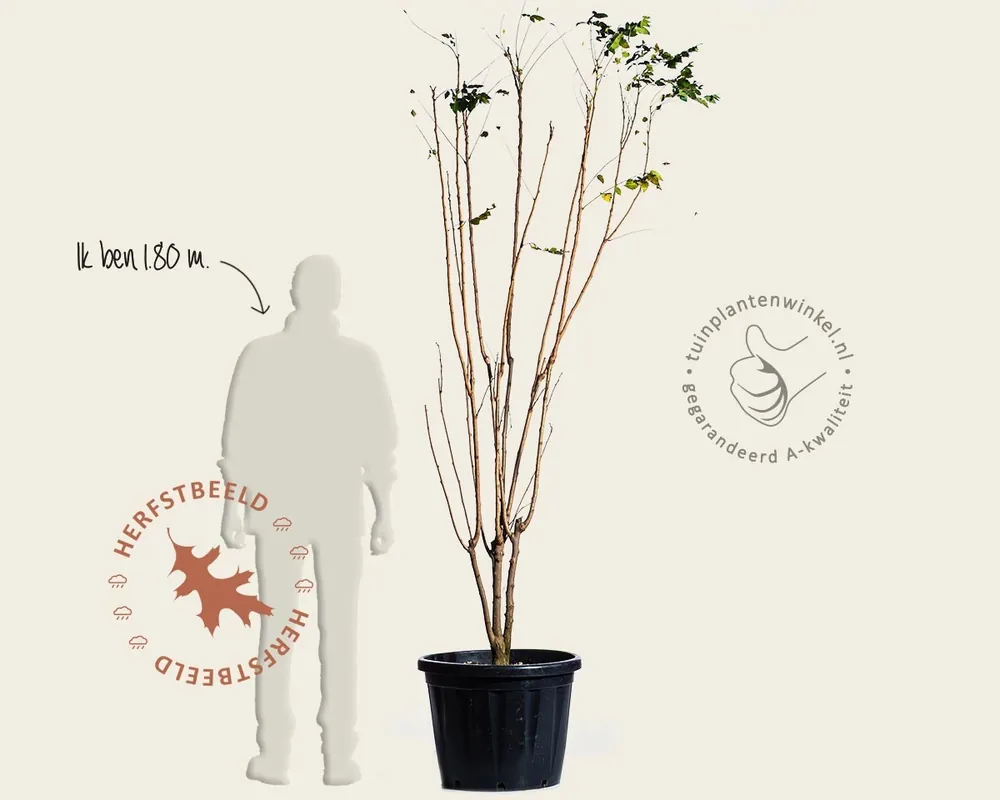 Meest verkocht - Koelreuteria paniculata - meerstammig