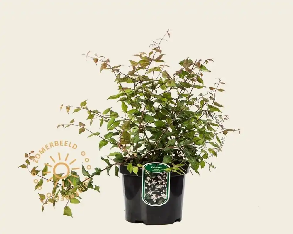 Kolkwitzia amabilis ‘Pink Cloud‘ - Topdeal