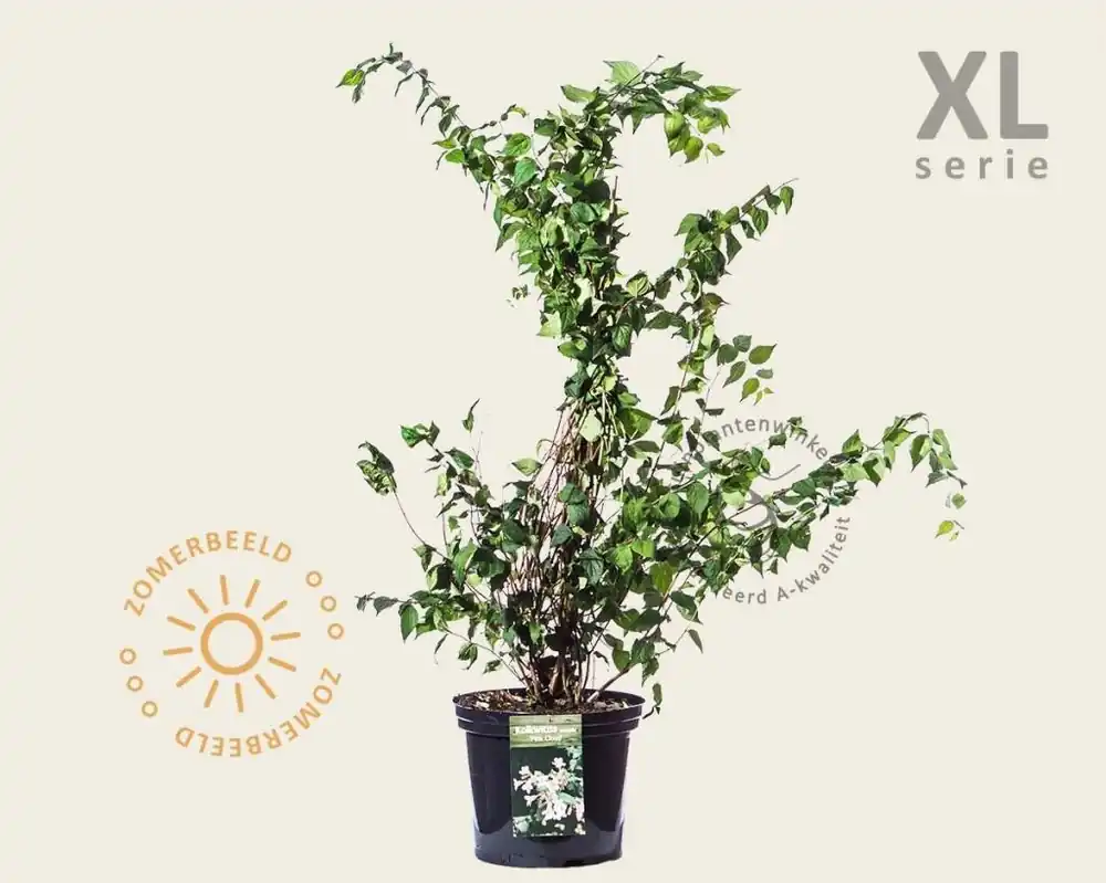 Opruiming - Kolkwitzia amabilis ‘Pink Cloud‘ - XL