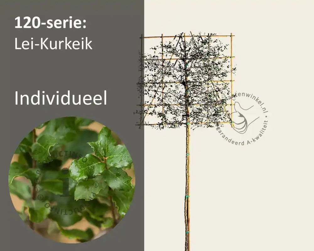 Kurkeik leiboom - Rek 120x120 cm | Bespaar nu