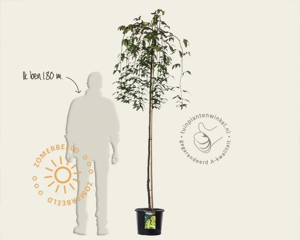 Laburnum alpinum ‘Pendulum‘ - 180 cm stam | Erg populair
