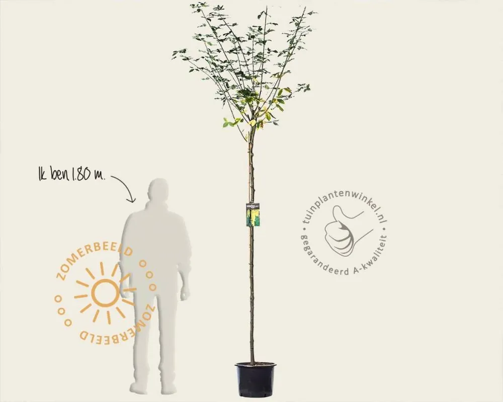 Favoriet van klanten - Laburnum watereri ‘Vossii‘