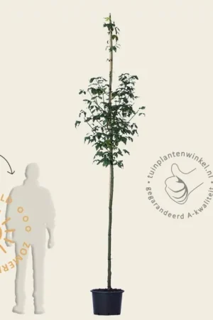Zojuist toegevoegd - Laburnum watereri ‘Vossii‘