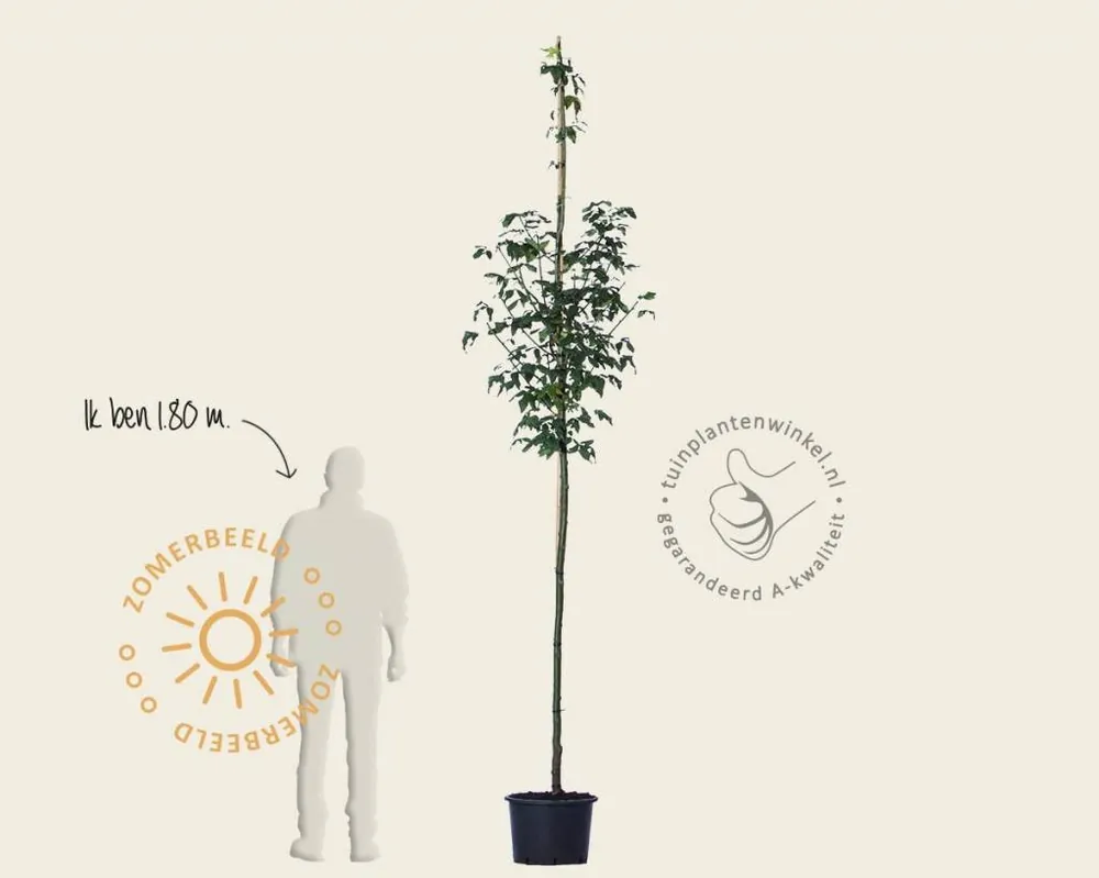 Zojuist toegevoegd - Laburnum watereri ‘Vossii‘