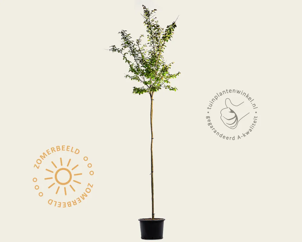 Lage prijs | Lagerstroemia indica ‘Dynamite‘ - op stam