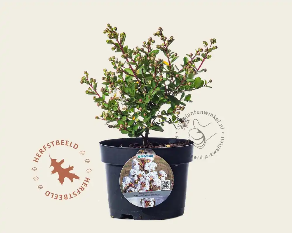 Lagerstroemia indica ‘Milabla‘ (With Love Virgin) | Opruiming