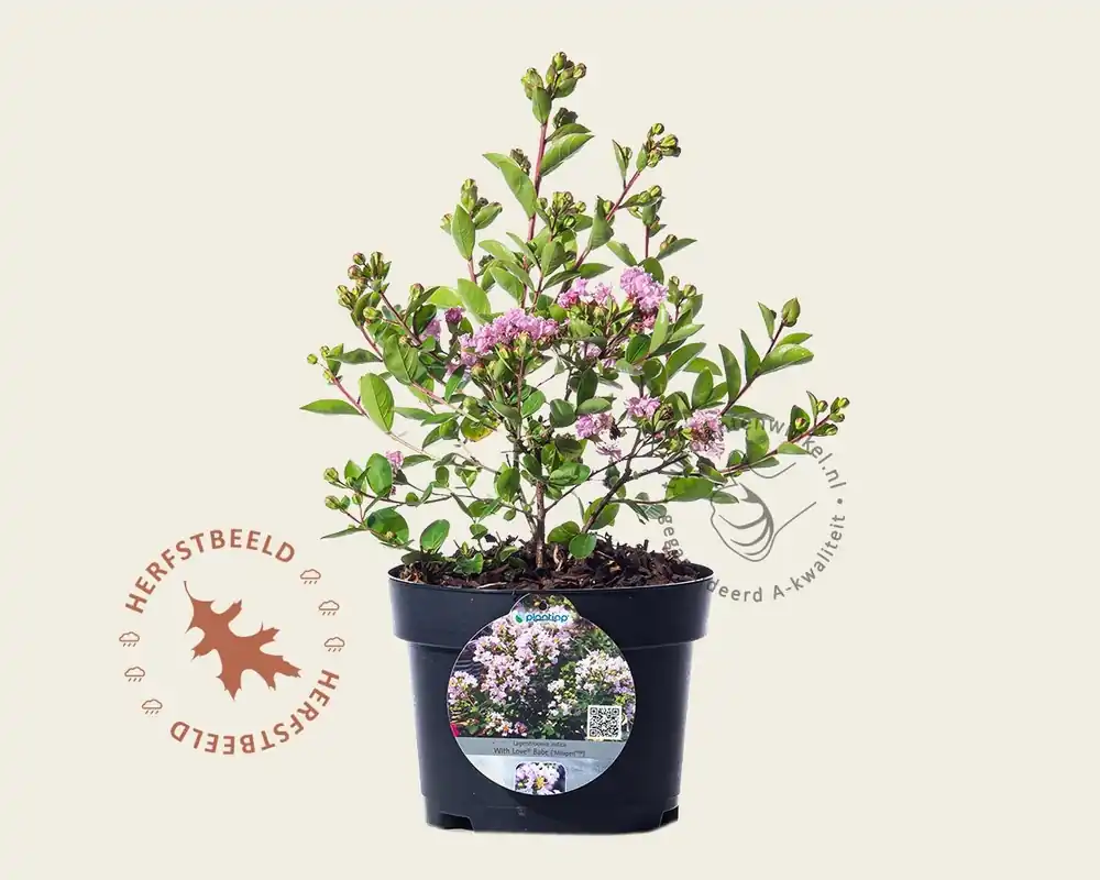 Lagerstroemia indica ‘Milaperl‘ (With Love Babe) - Klantfavoriet