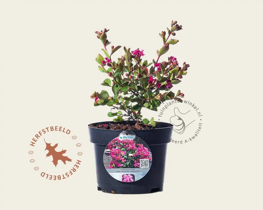 Laatste kans | Lagerstroemia indica ‘Milarose‘ (With Love Girl)
