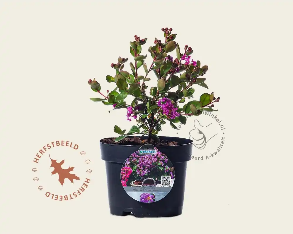 Lagerstroemia indica ‘Milavio‘ (With Love Eternal) | Veilig winkelen