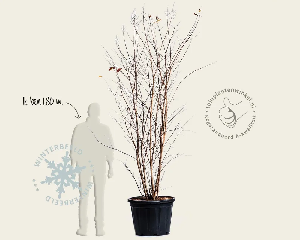 Nieuw | Lagerstroemia indica ‘Muskogee‘ - meerstammig