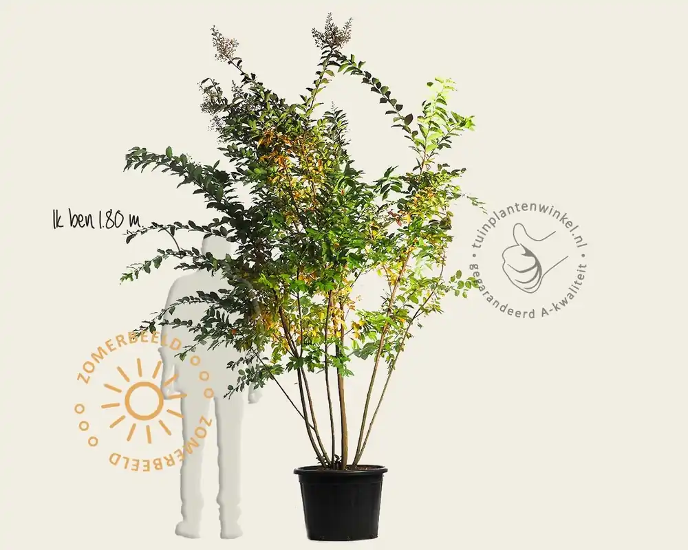 Direct van de fabrikant | Lagerstroemia indica ‘Natchez‘ - meerstammig
