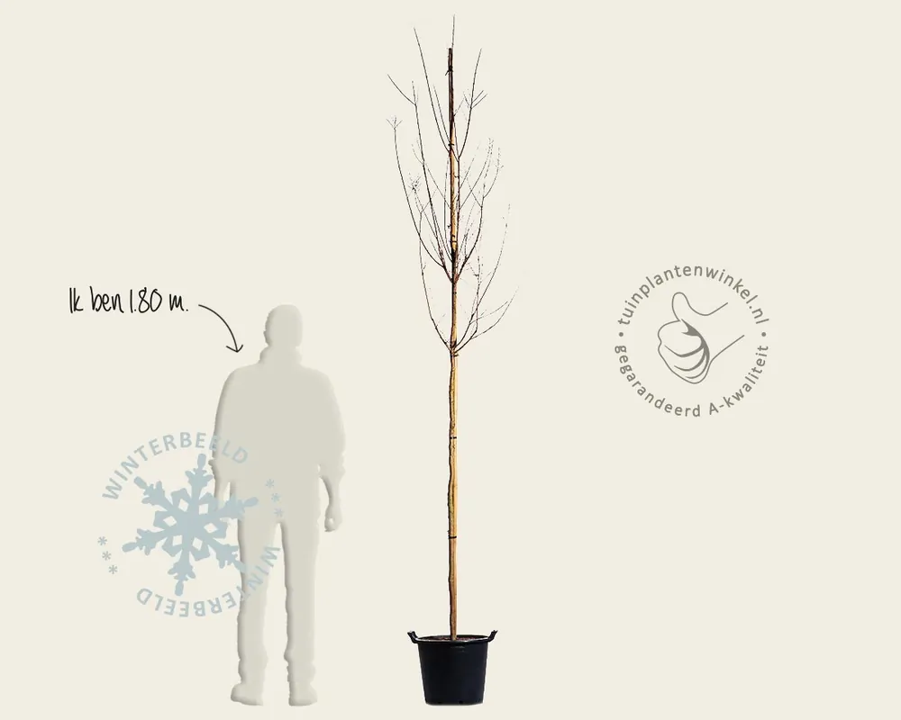 Lagerstroemia indica ‘Tuscarora‘ - hoogstam - Shop nu