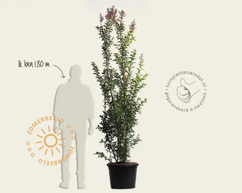 Professionele kwaliteit - Lagerstroemia indica ‘Tuscarora‘ - meerstammig