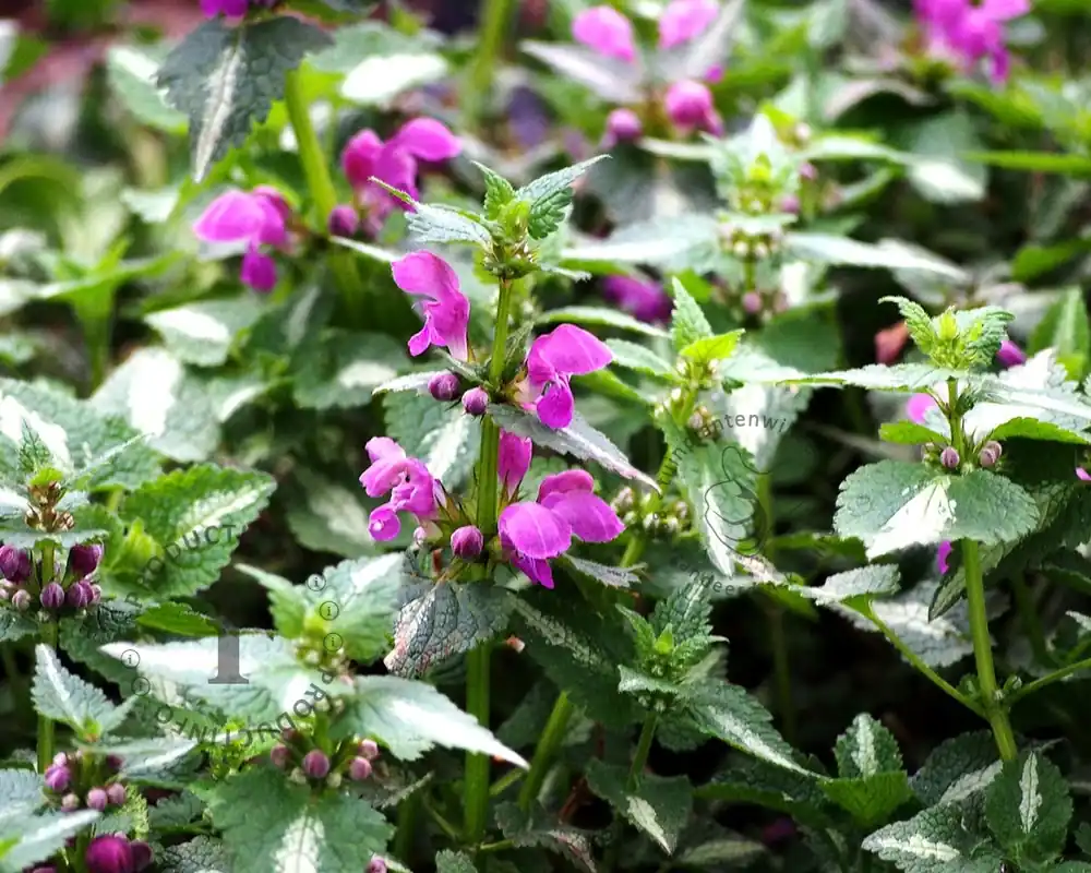Expreslevering | Lamium maculatum ‘Roseum‘