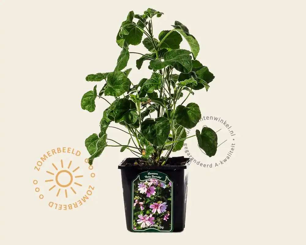 Lavatera ‘Barnsley Baby‘ - Topproduct
