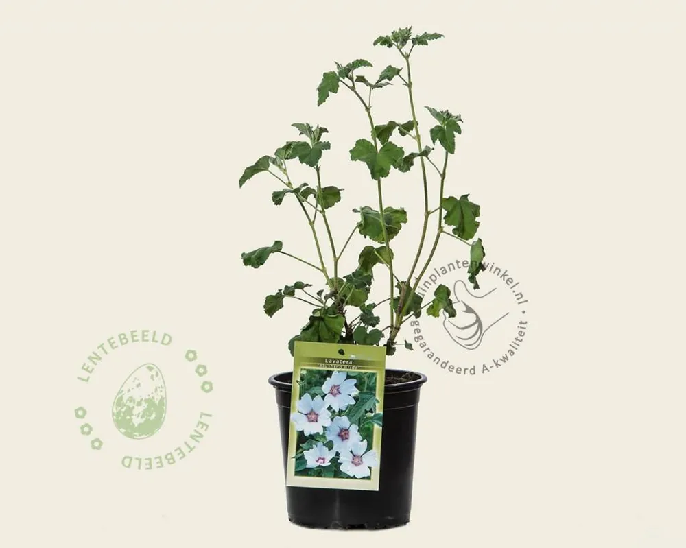 Populair - Lavatera ‘Blushing Bride‘