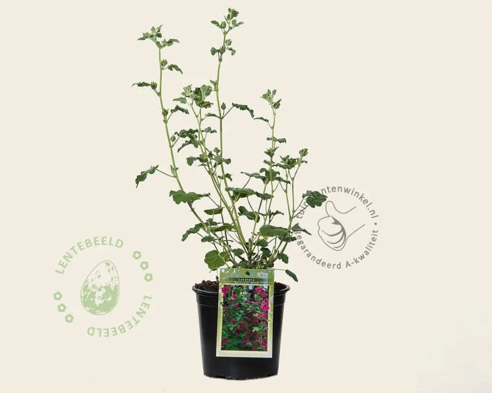 Op voorraad - Lavatera ‘Burgundy Wine‘