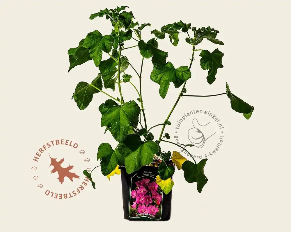 Hoog gewaardeerd - Lavatera ‘Candy Floss‘