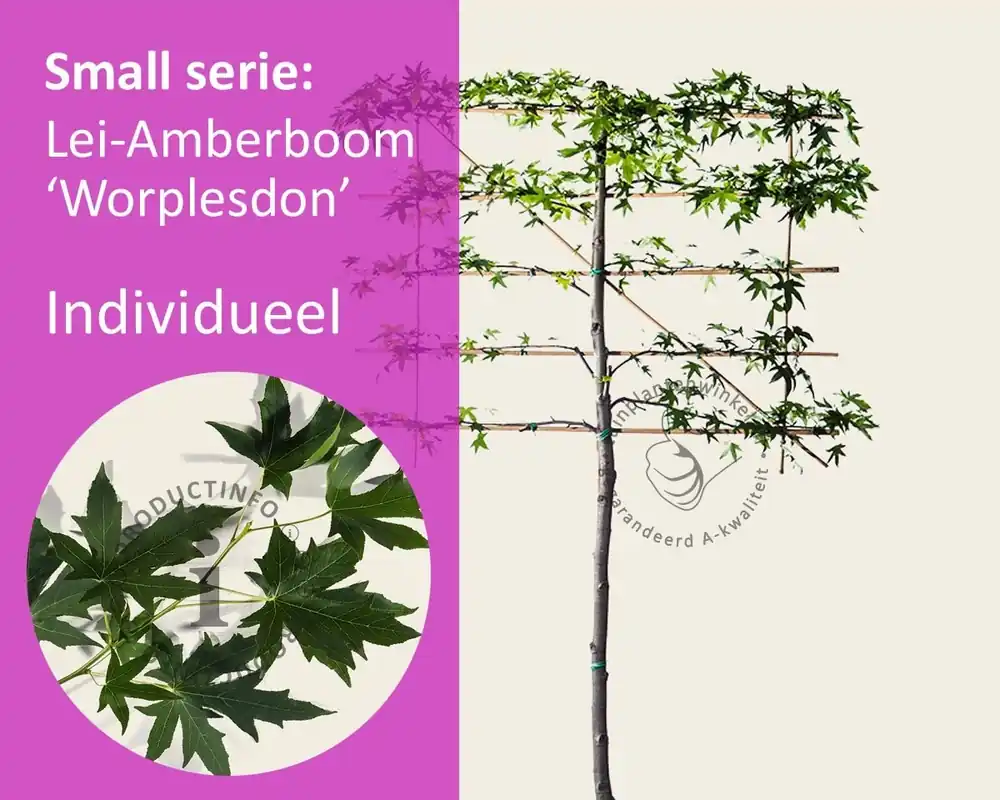 Lei amberboom - Rek 120x90 cm - Nieuw in het assortiment