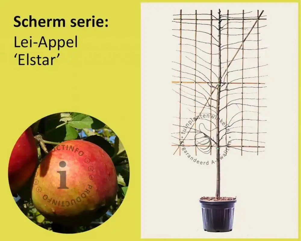 Prijsverlaging - Lei-Appel ‘Elstar‘ - Scherm