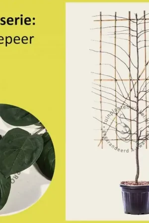 Zojuist toegevoegd - Lei-Kweepeer - Scherm