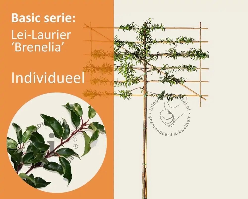 Prunus lusitanica brenelia leiboom - Rek 180x110 cm - Alleen deze week