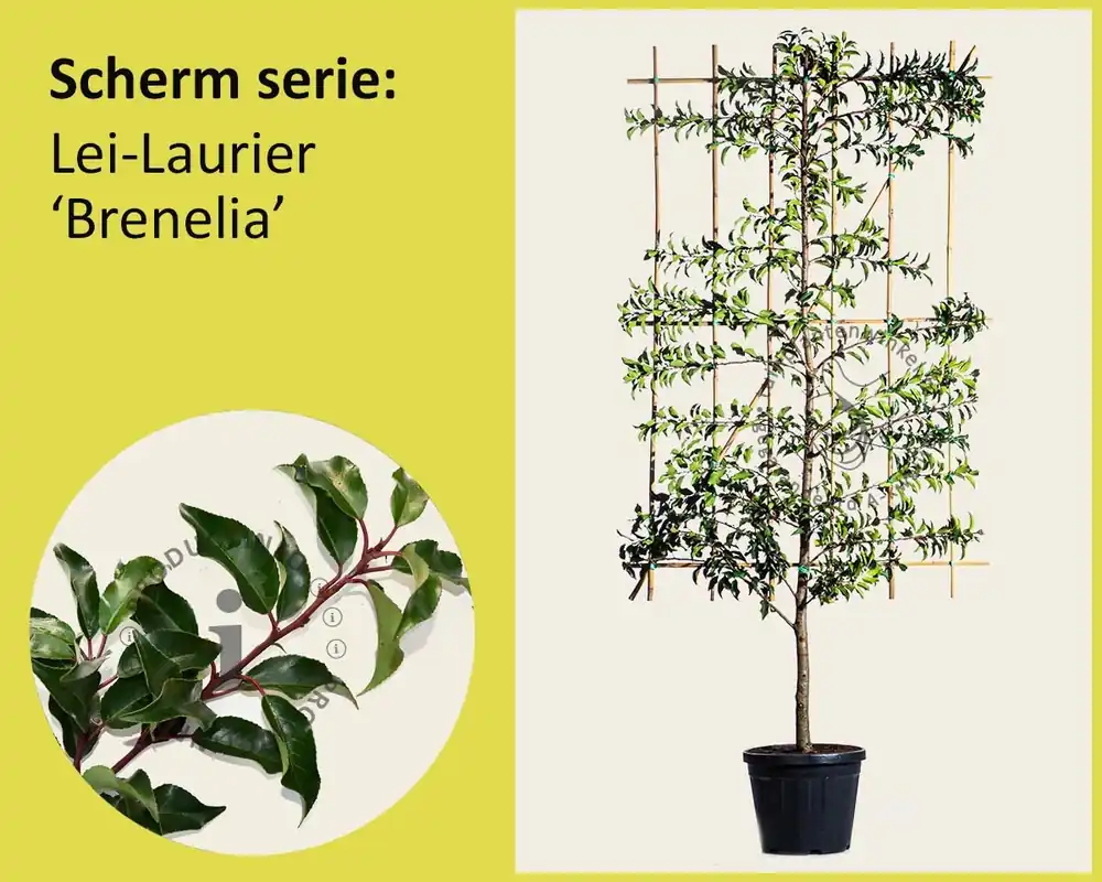 Meest verkocht - Prunus lusitanica ‘Brenelia‘ leiboom - Scherm
