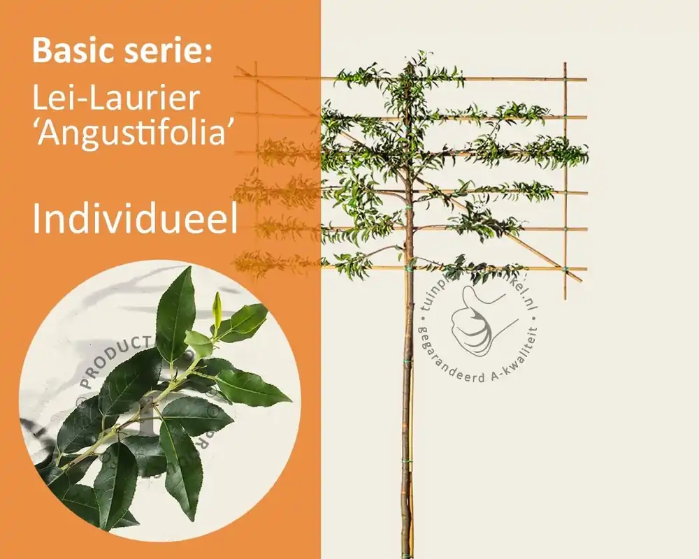 Prunus lusitanica angustifolia leiboom - Rek 180x110 cm - Rechtstreeks van de fabrikant