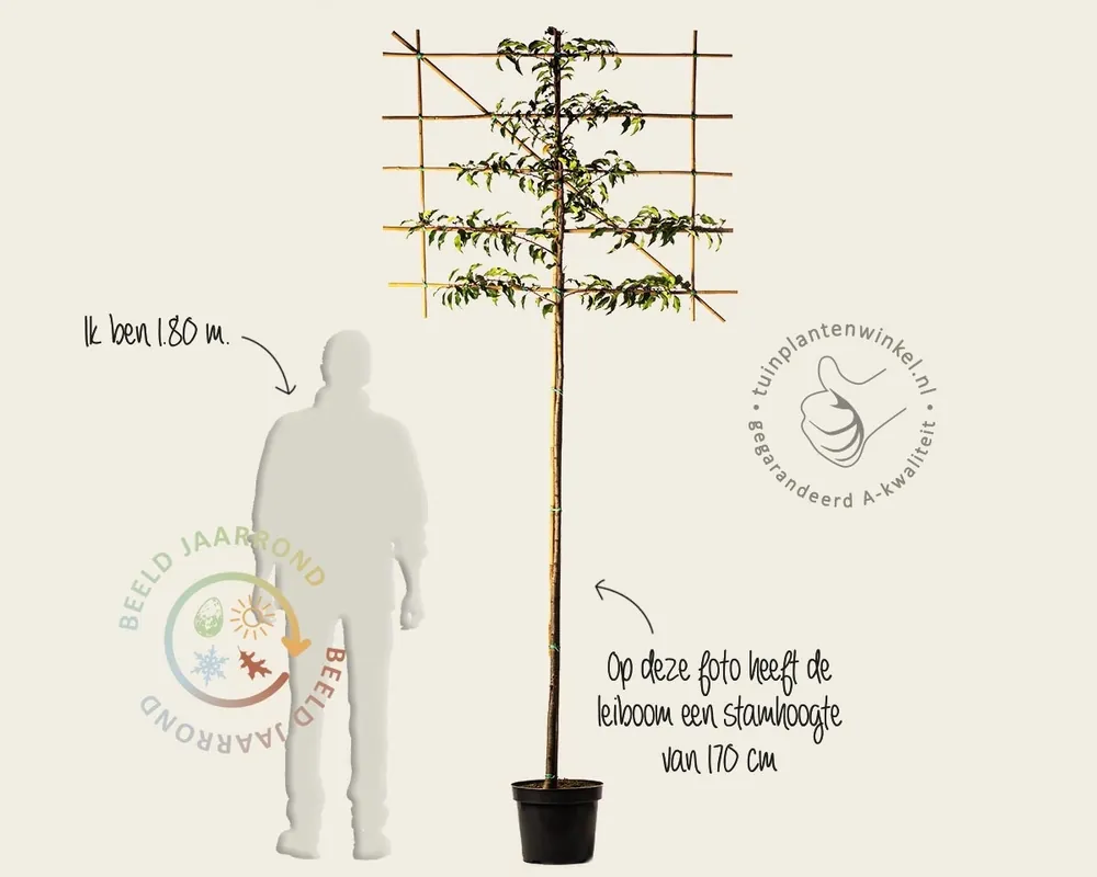 Prunus lusitanica brenelia leiboom - Rek 120x90 cm - Net toegevoegd