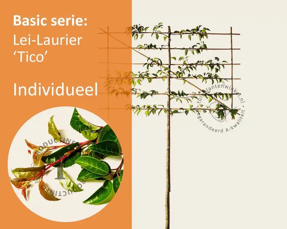 Prunus lusitanica tico leiboom - Rek 180x110 cm | Fabrieksprijs