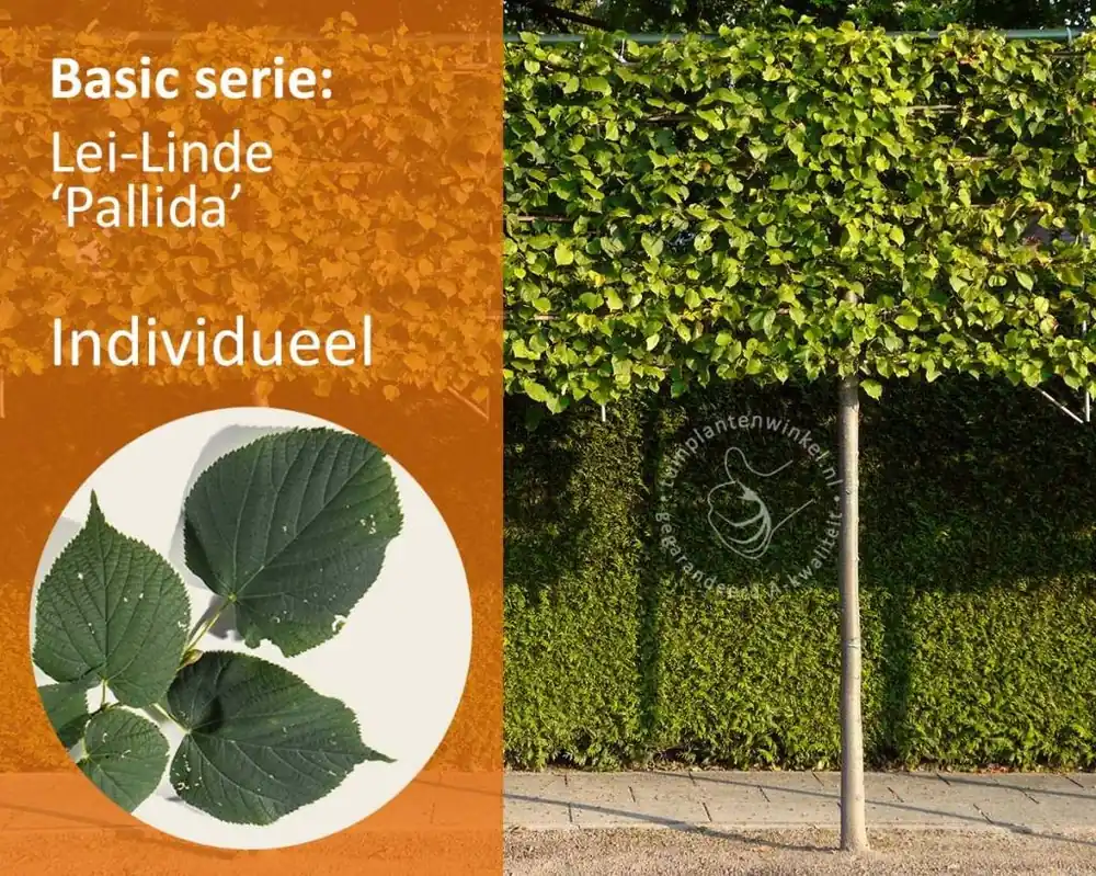 Veel voordeel - Leilinde - Rek 180x110 cm