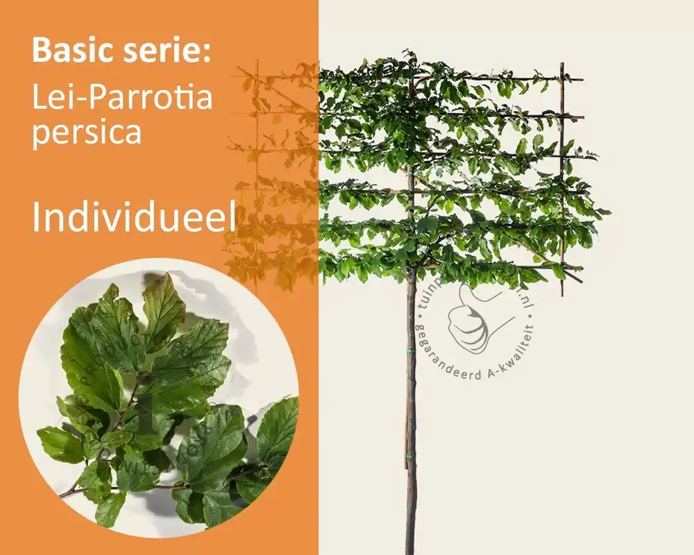Parrotia persica leiboom - Rek 180x110 cm | Trending