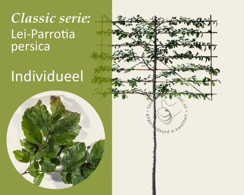 Parrotia persica leiboom - Rek 200x130 cm - Bestelbaar
