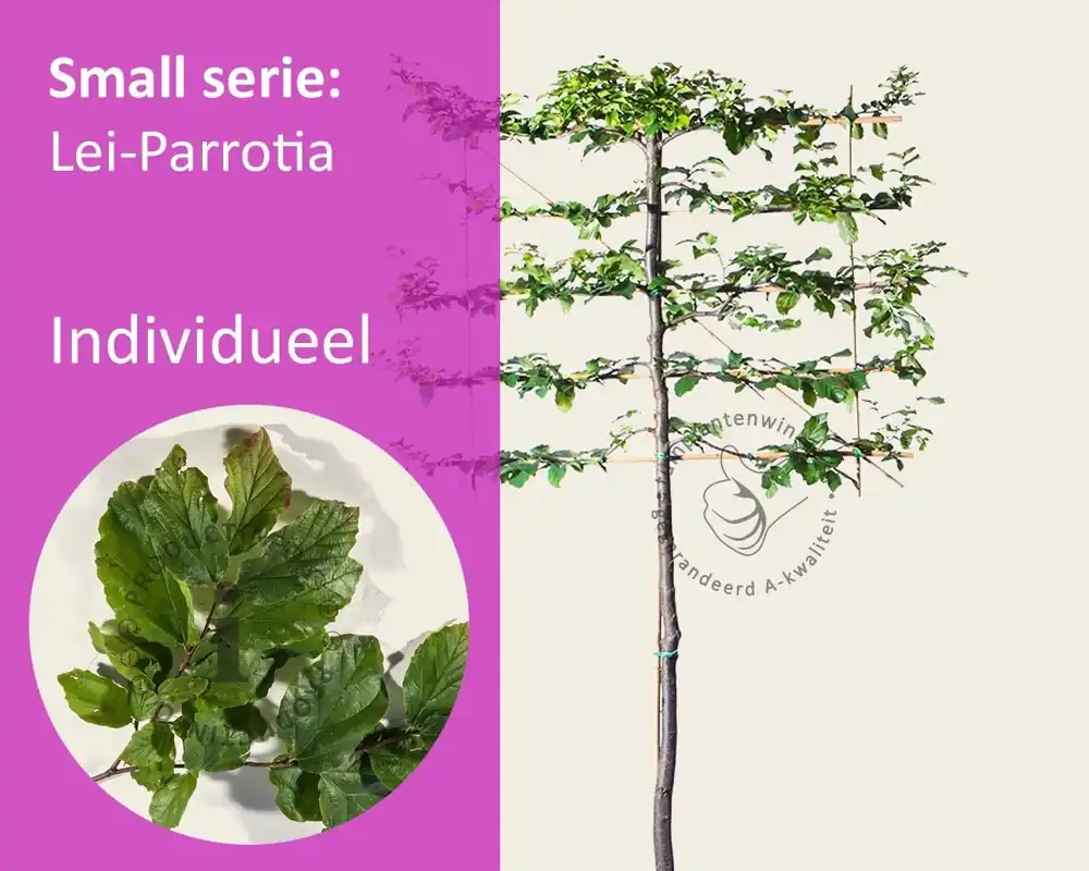 Parrotia persica leiboom - Rek 120x90 cm | Voordeelprijs