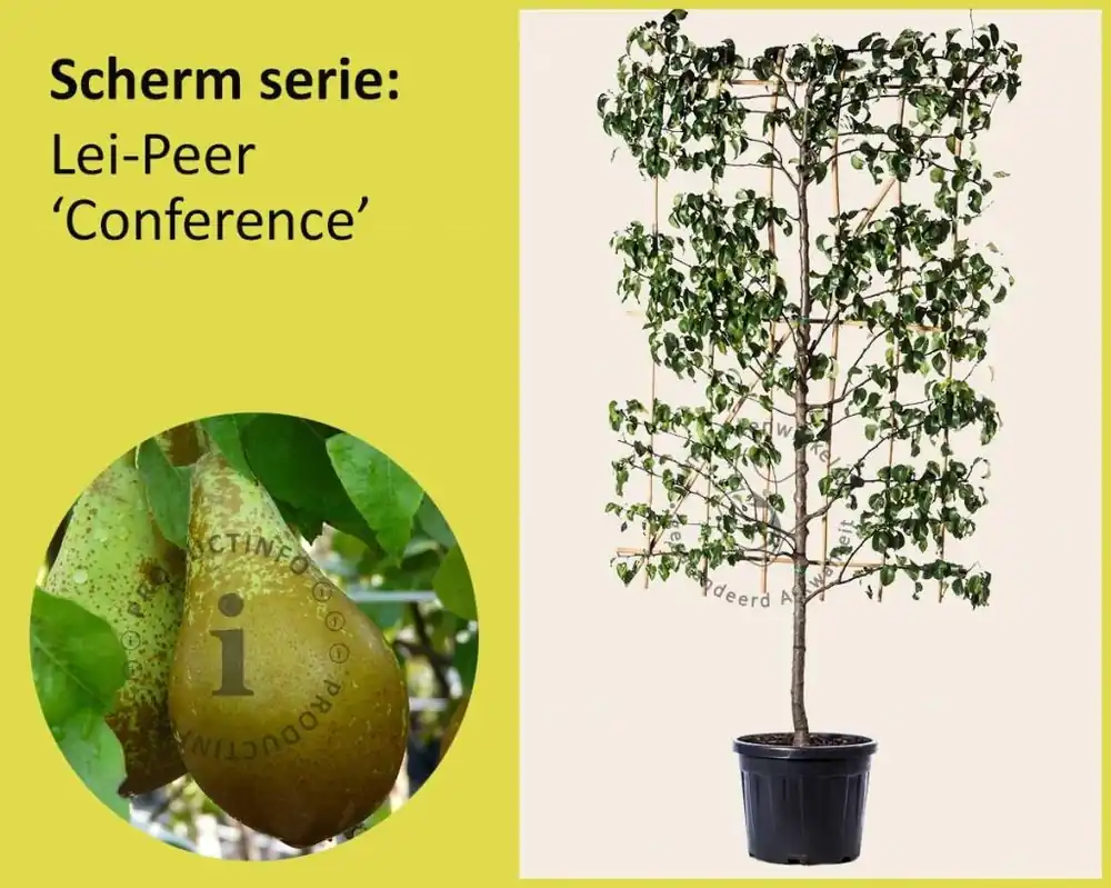 Nog enkele stuks - Lei-Peer ‘Conference‘ - Scherm