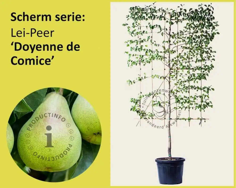Lei-Peer ‘Doyenne du Comice‘ - Scherm | Veilig betalen