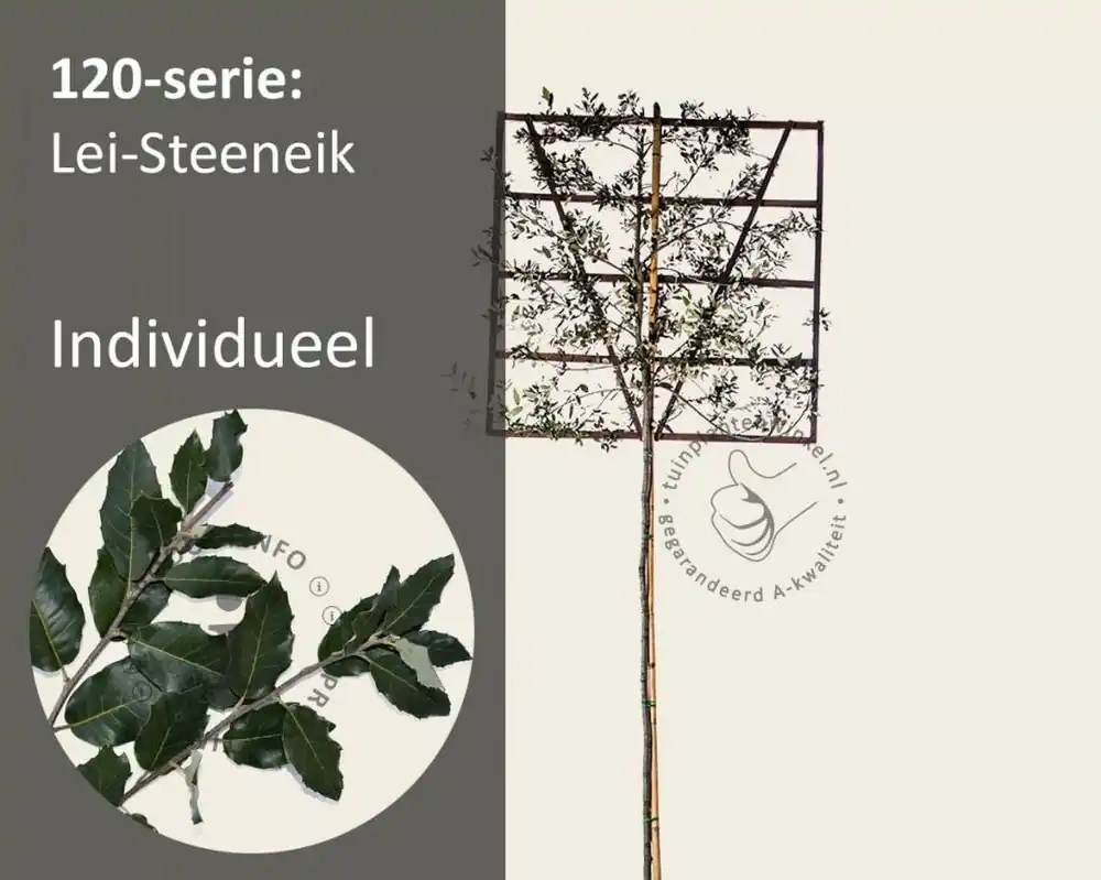 Goed beoordeeld - Steeneik leiboom - Rek 120x120 cm