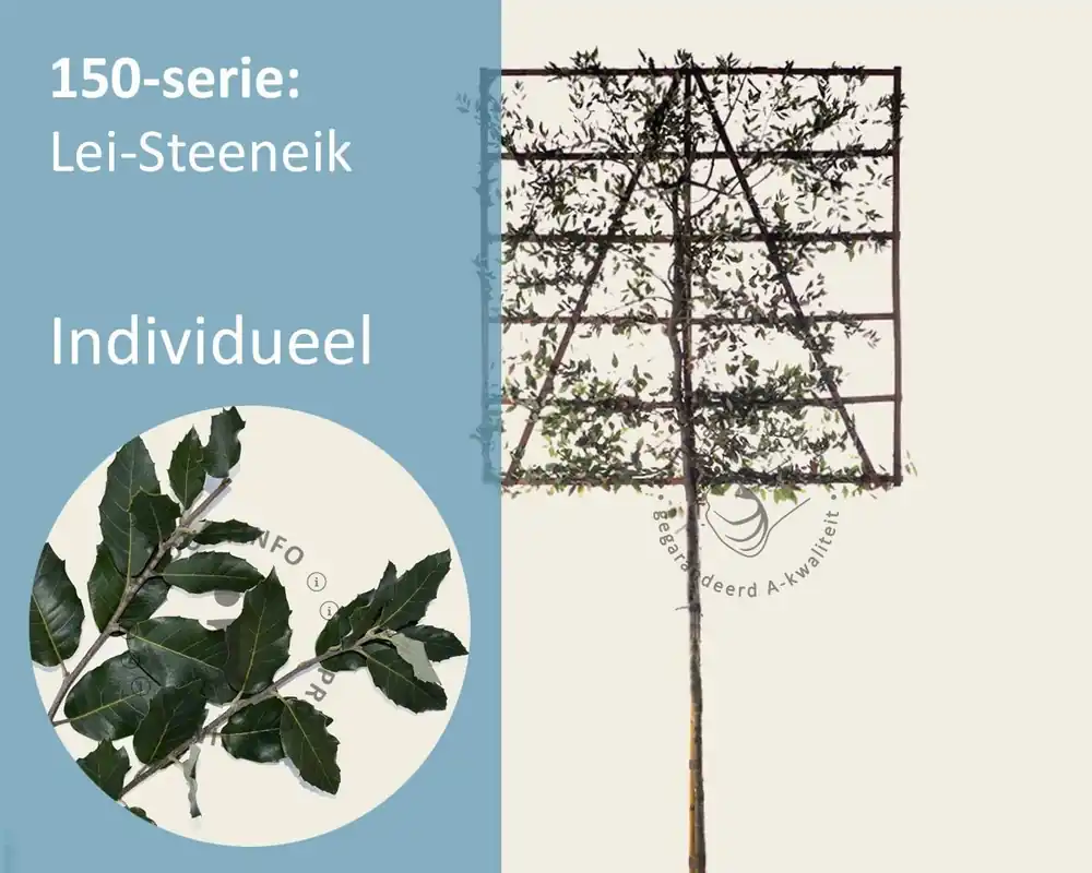 Hoog gewaardeerd | Steeneik leiboom - Rek 150x150 cm