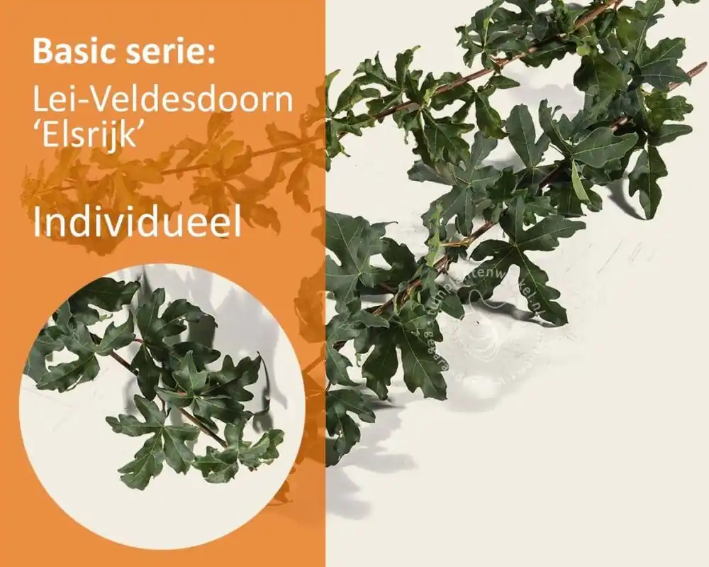 Lei-Veldesdoorn - Rek 180x110 cm | Scherp geprijsd