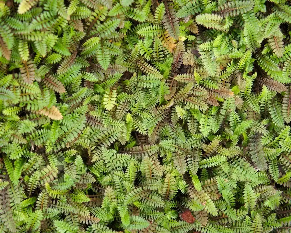 Leptinella squalida | Opruiming