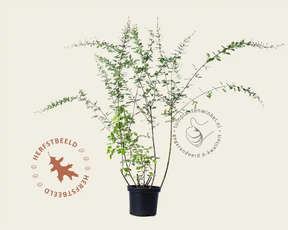 Lespedeza thunbergii - Nieuw gelanceerd