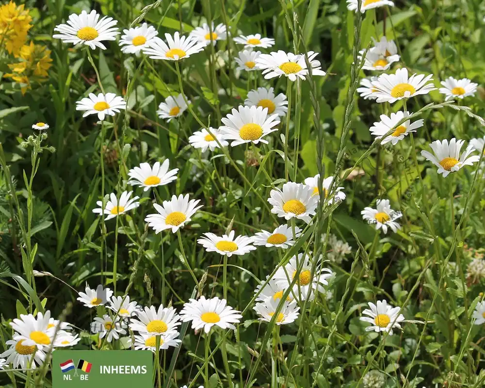Leucanthemum vulgare | Fabrieksprijs