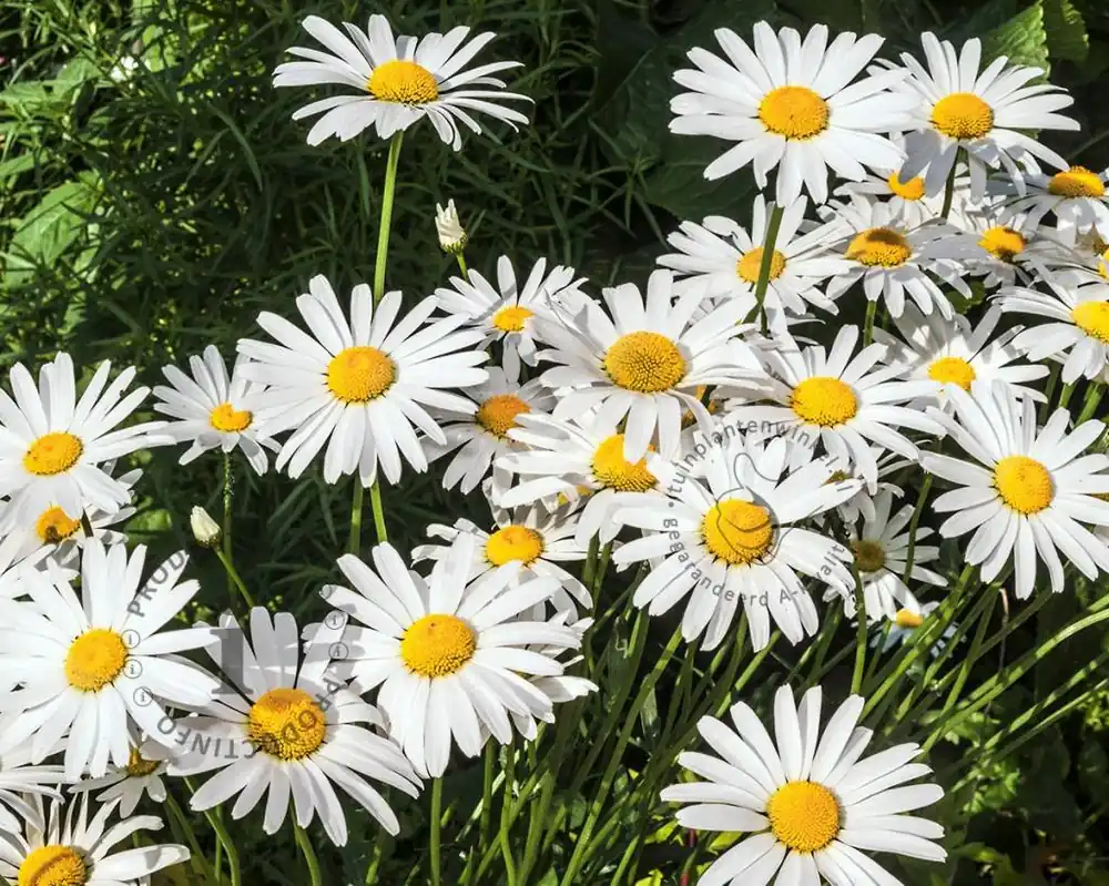 Leucanthemum vulgare ‘Maikonigin‘ | Nog maar een paar beschikbaar