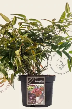 Zolang de voorraad strekt | Leucothoe axillaris ‘Carinella‘