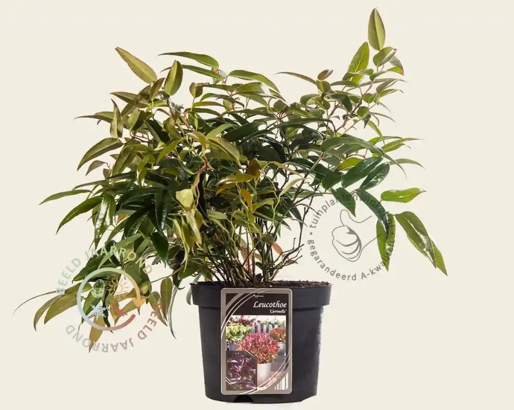 Zolang de voorraad strekt | Leucothoe axillaris ‘Carinella‘