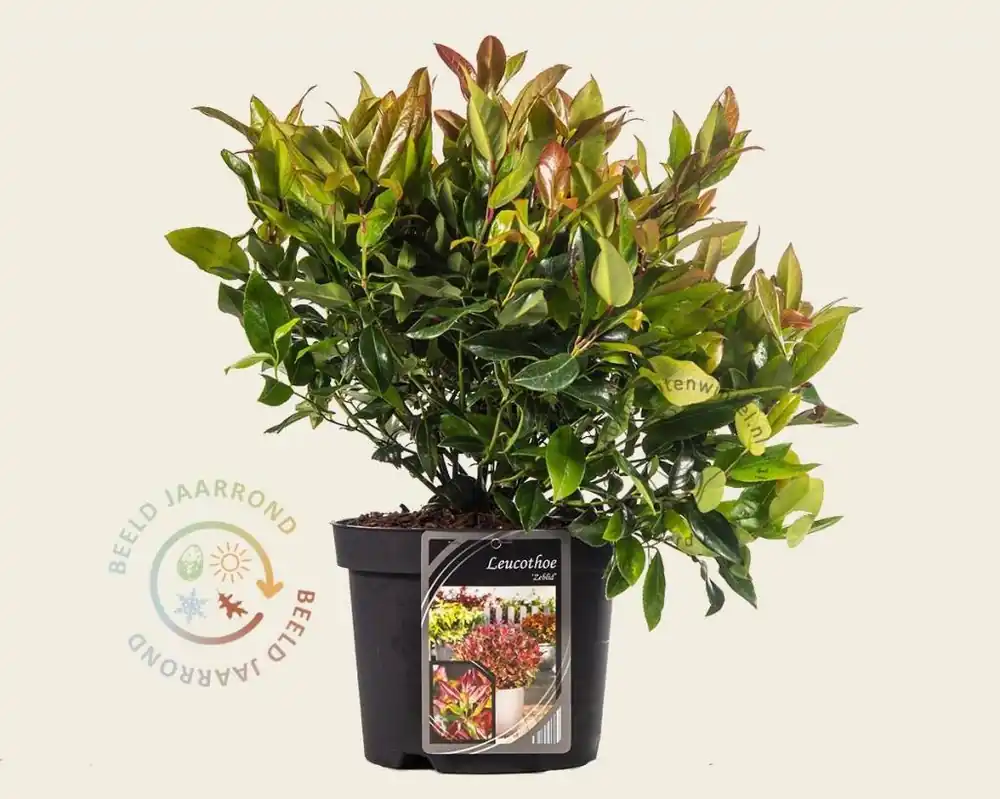 Leucothoe axillaris ‘Zeblid‘ - Prijsverlaging