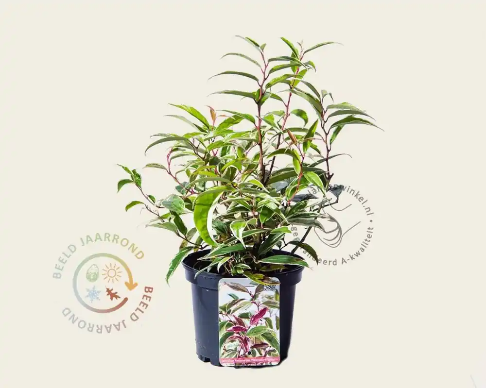 Zeer goed beoordeeld - Leucothoe fontanesiana ‘Whitewater‘